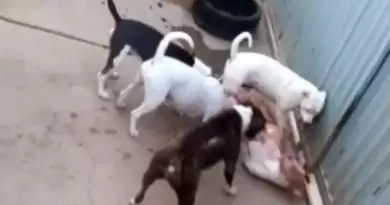 Polícia Civil investiga denúncias de maus-tratos contra cães da raça pitbull em Muriaé