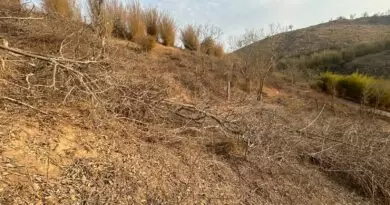 Polícia Ambiental flagra desmatamento ilegal de vegetação nativa em Itaocara